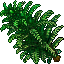 Tower Fern.gif