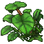 Jungle Umbrella Plant (Small).gif