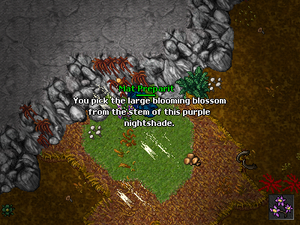 Coletando as Purple Nightshade Blossoms