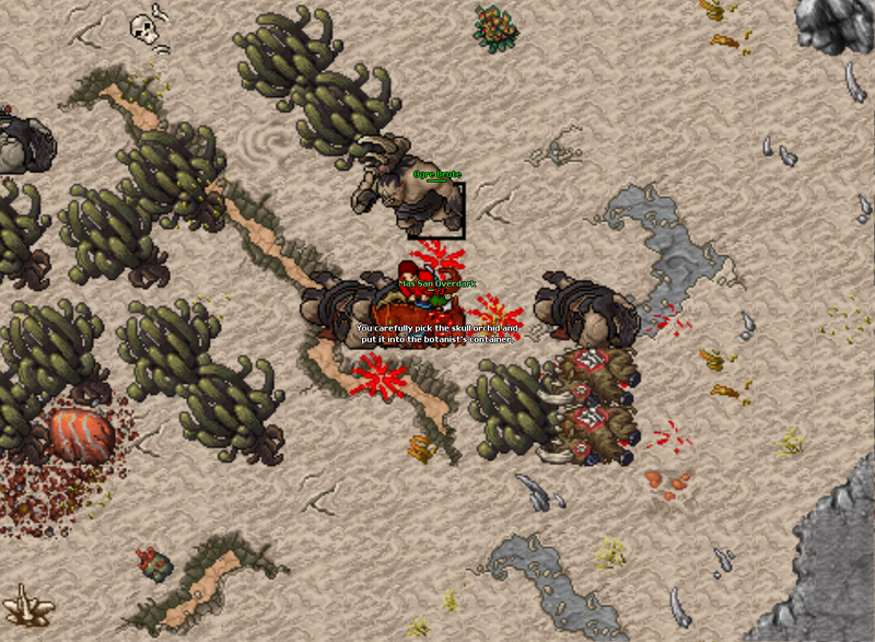 Arquivo:Skull orchid taken.png